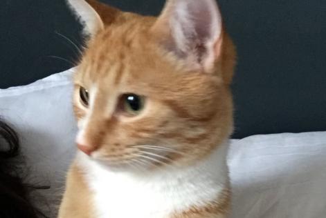 Alerte Disparition Chat Mâle , 8 ans Le Temple-de-Bretagne France Alerte Disparition Chat Mâle , 8 ans Le Temple-de-Bretagne France