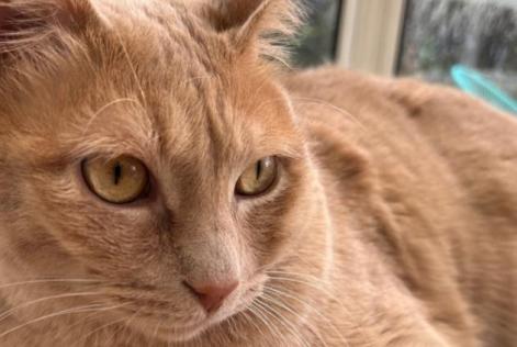 Alerte Disparition Chat  Mâle , 2 ans Saint-Nazaire France