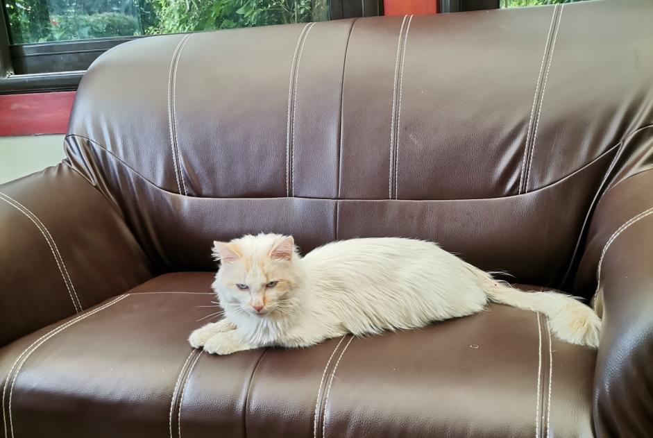 Alerte Découverte Chat Mâle Le Bignon France Alerte Découverte Chat Mâle Le Bignon France