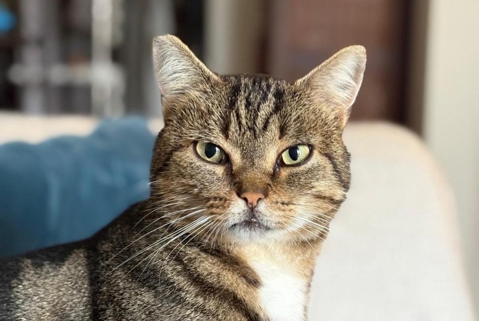 Alerte Disparition Chat Mâle , 5 ans Saint-Herblain France Alerte Disparition Chat Mâle , 5 ans Saint-Herblain France