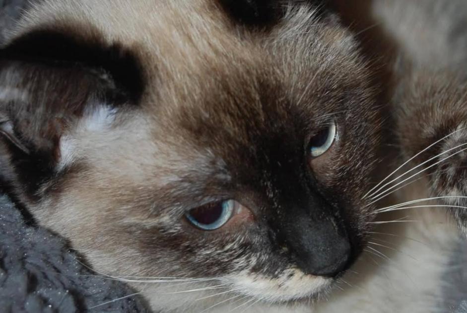 Alerte Disparition Chat croisement Femelle , 11 ans Couëron France Alerte Disparition Chat croisement Femelle , 11 ans Couëron France