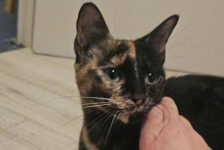 Alerte Découverte Chat Femelle Préfailles France Alerte Découverte Chat Femelle Préfailles France