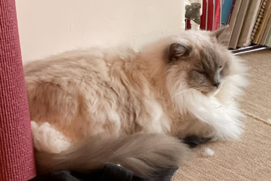 Alerte Disparition Chat Mâle , 3 ans Nantes France Alerte Disparition Chat Mâle , 3 ans Nantes France