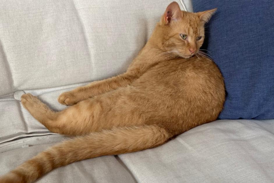 Alerte Disparition Chat Mâle , 2 ans Nantes France Alerte Disparition Chat Mâle , 2 ans Nantes France