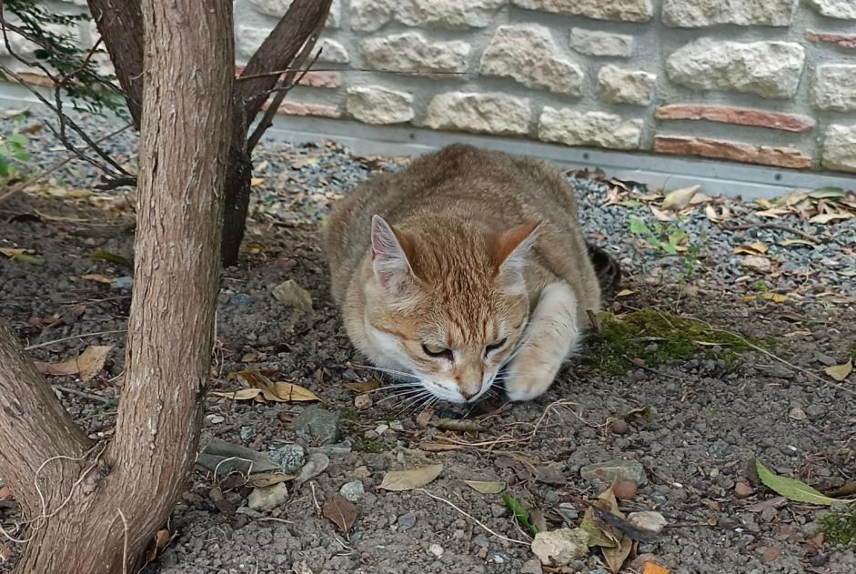 Alerte Découverte Chat  Inconnu Sainte-Luce-sur-Loire France
