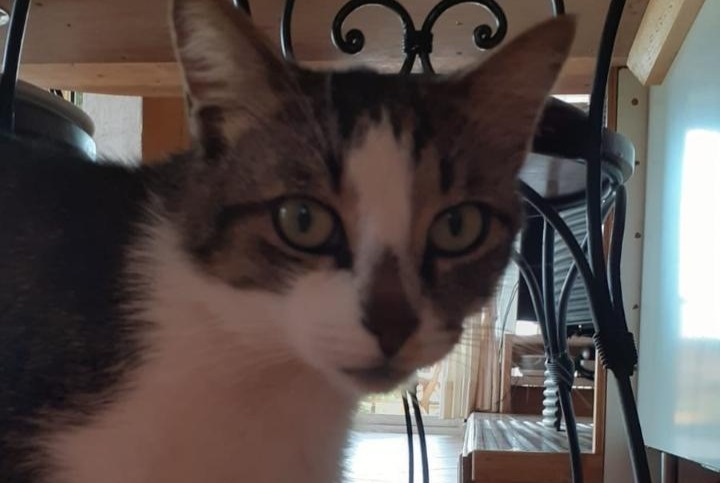 Avviso scomparsa Gatto Maschio , 5 anni Pontchâteau Francia Avviso scomparsa Gatto Maschio , 5 anni Pontchâteau Francia