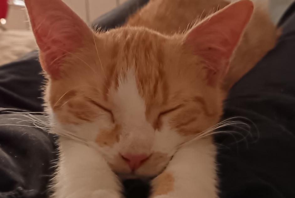 Avviso scomparsa Gatto Maschio , 1 anni Rezé Francia