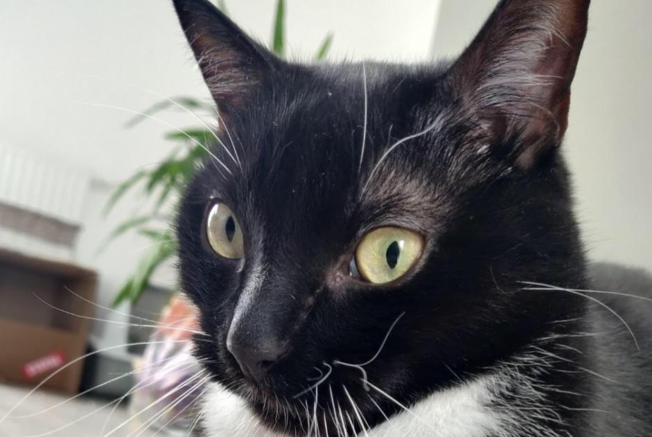 Alerta desaparecimento Gato Macho , 10 anos Bouguenais France