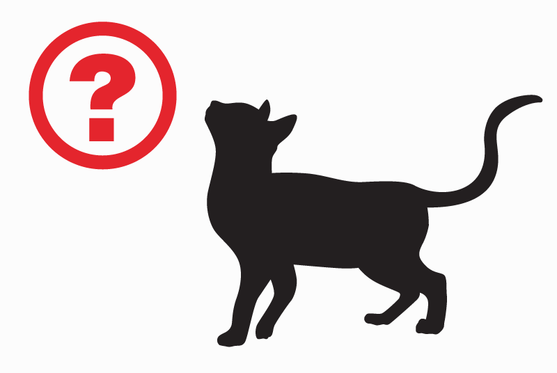 Avviso scomparsa Gatto Maschio , 2 anni Mouzillon Francia
